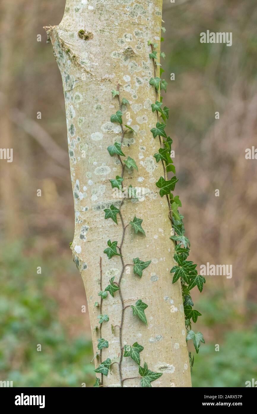 Ivy, der einen Baumstamm aufwächst. Stockfoto