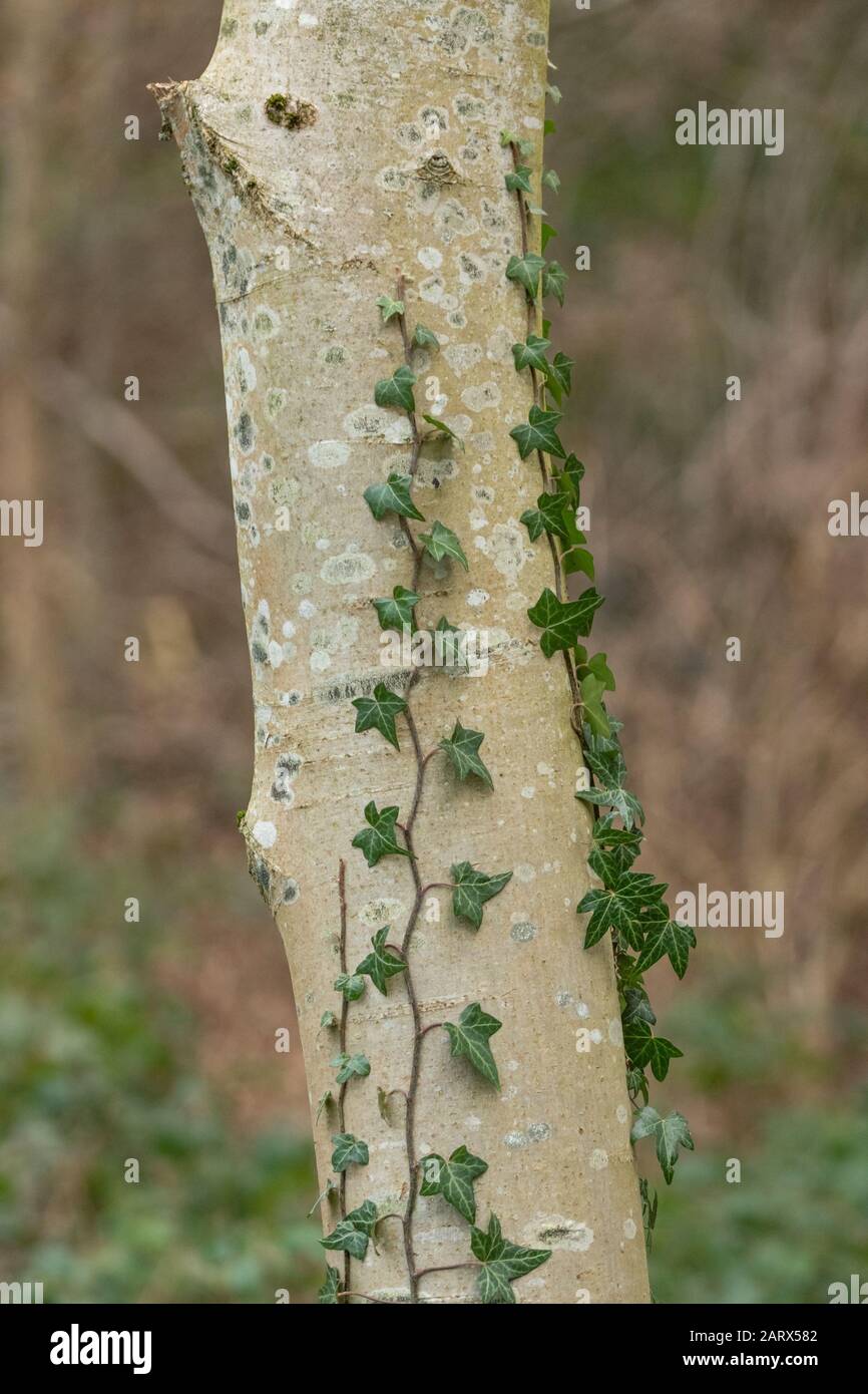 Ivy, der einen Baumstamm aufwächst. Stockfoto