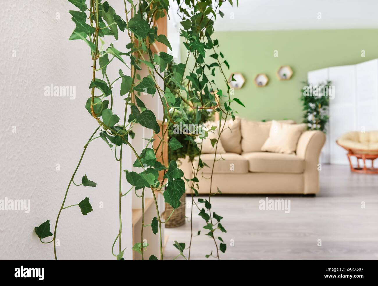 Wohnzimmer efeu -Fotos und -Bildmaterial in hoher Auflsung  Alamy