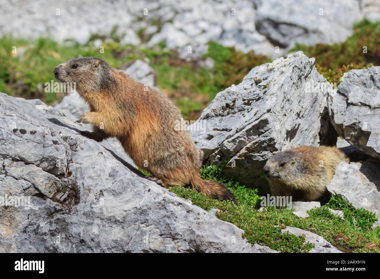 Alpine Murmeltier (Marmota marmota) auf Fels. Dolomiten, Italien Stockfoto