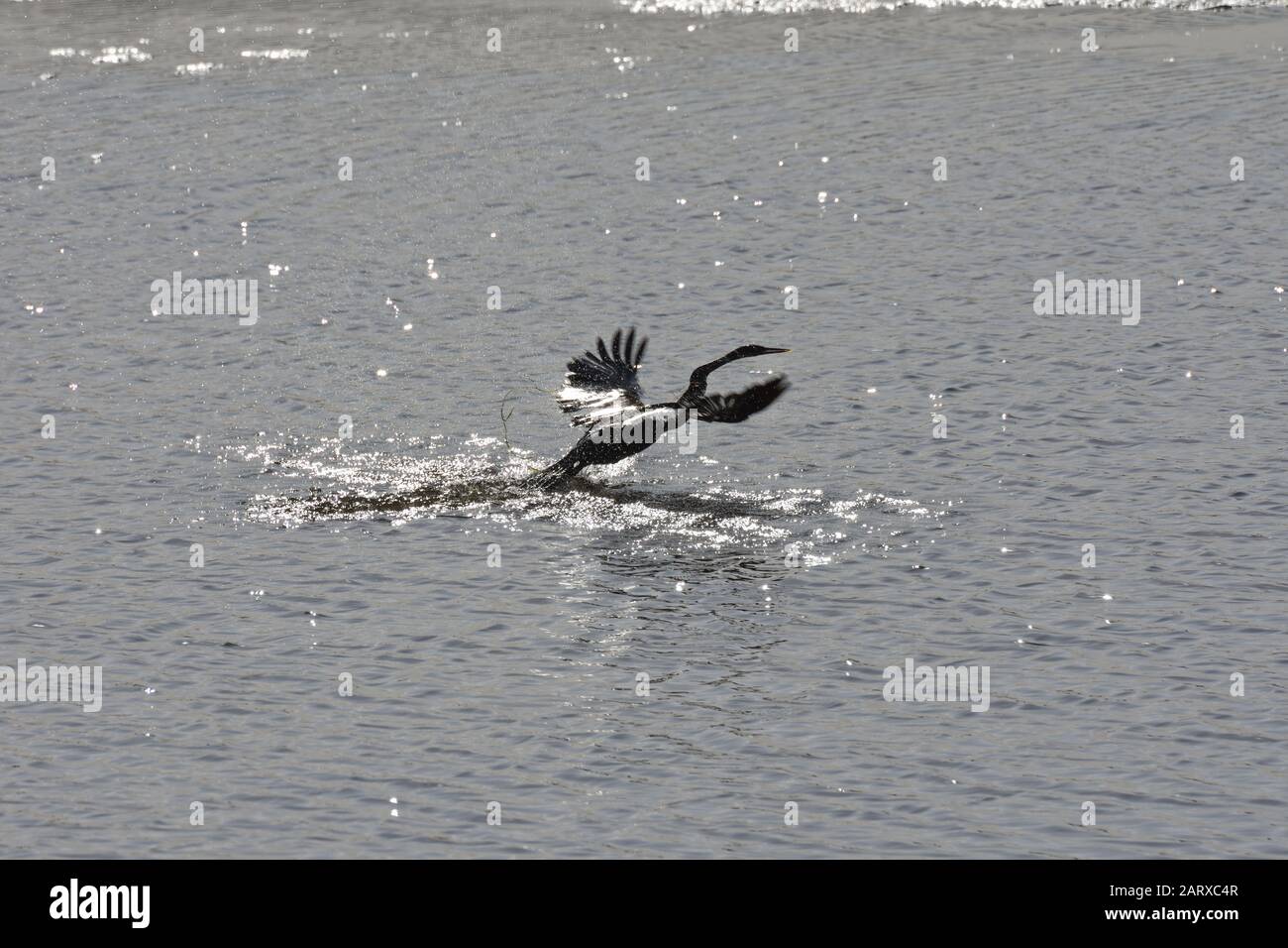 Afrikanischer Darter Bird Im Flug (Anhinga rufa) Stockfoto