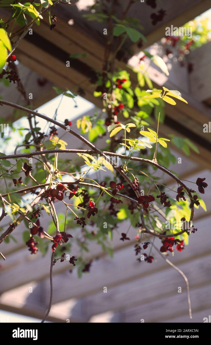 Akebia quinata, Akebia trifoliata, Chocolate Vine Stockfoto