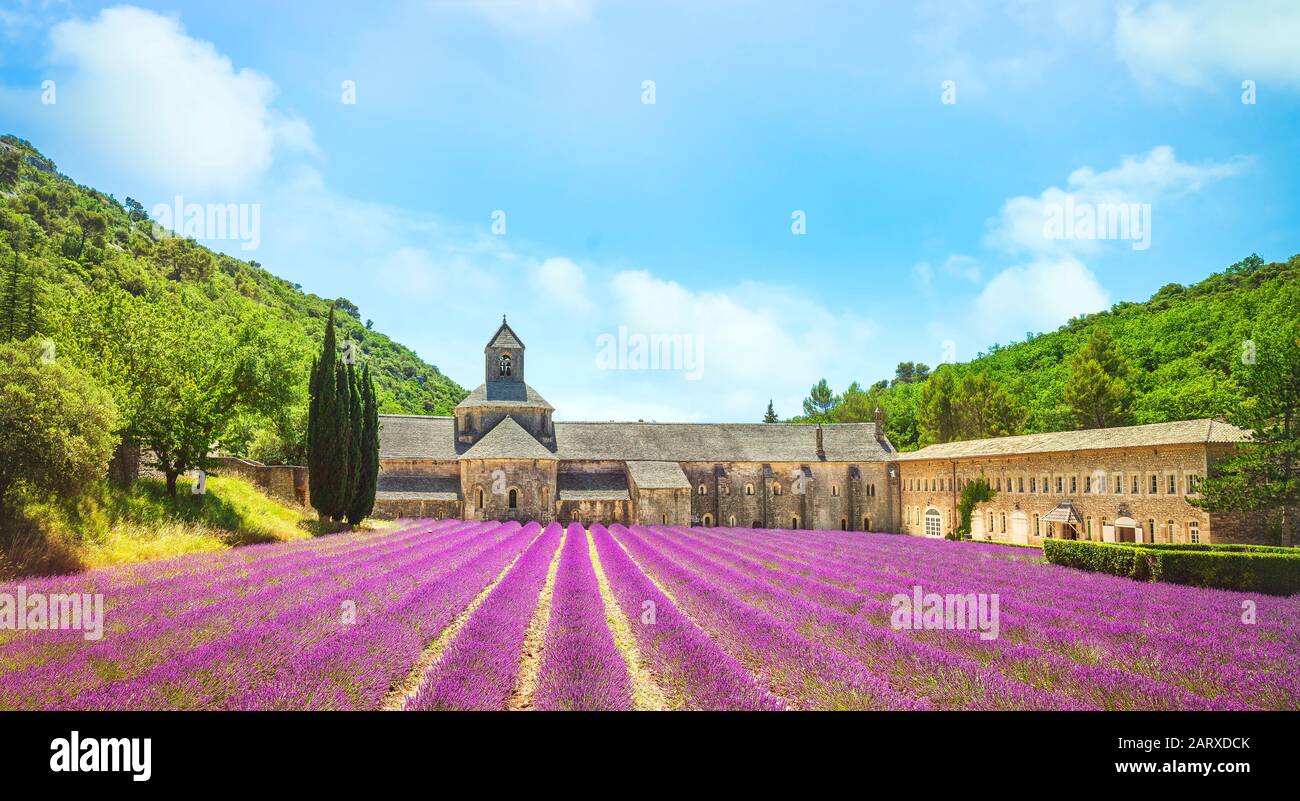 Stift Senanque und Feld der Lavendelblüten in Blüte. Gordes, Luberon, Vaucluse, Provence, Frankreich, Europa. Stockfoto
