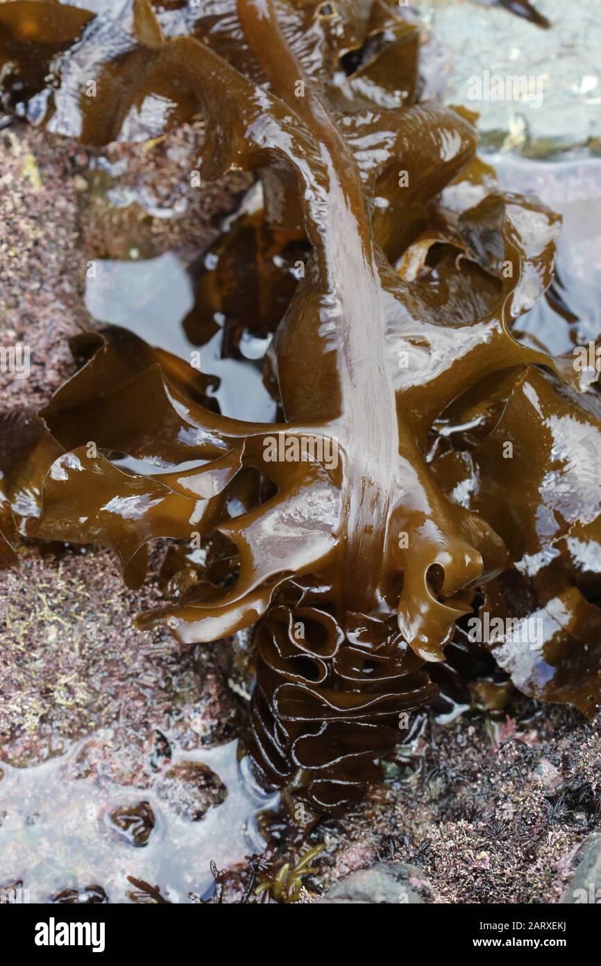 Neuseeländische Algen Stockfoto