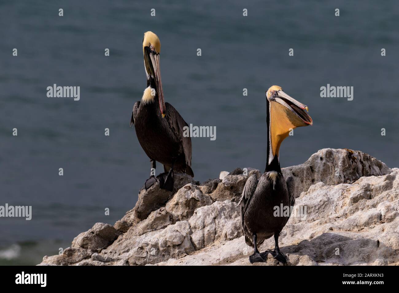 Pair of California Brown Pelicans (Pelecanus occidentalis), stehend auf Felsen in der Nähe von Malibu, Kalifornien. Einer mit offenem Schnabel, Kehlbeutel sichtbar. Stockfoto