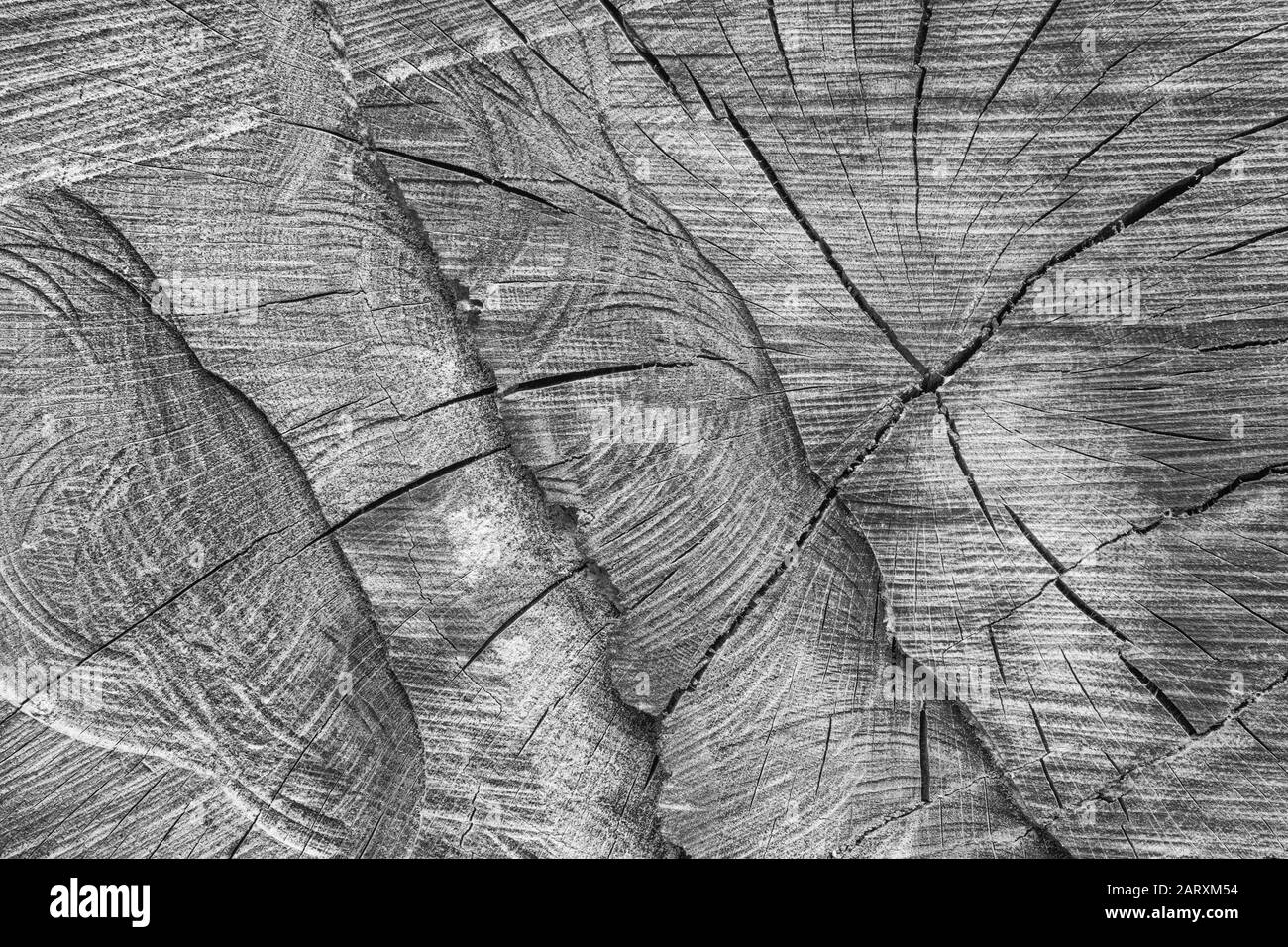 Graues Schwarz-Weiß von Brüchen, Rissen und Risse im Schnittbereich von Sägebäcken. Risse, Risse und Risse in der Holzindustrie. Baum Stockfoto
