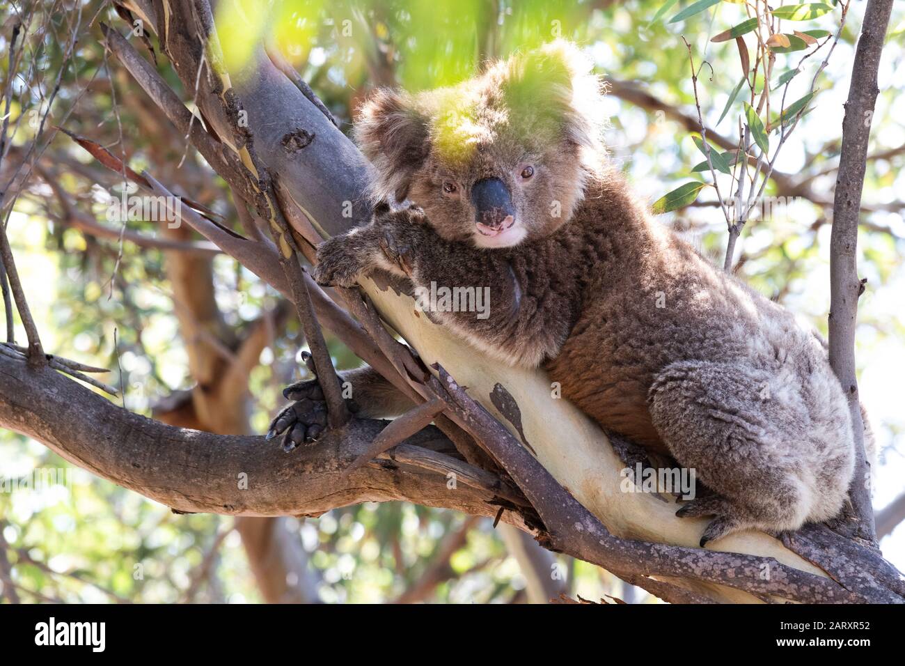 Süßer Wildkoala-Bär, der sich an Eukalyptus-Baumzweig in heller Morgensonne in South Australia anklammert. Stockfoto