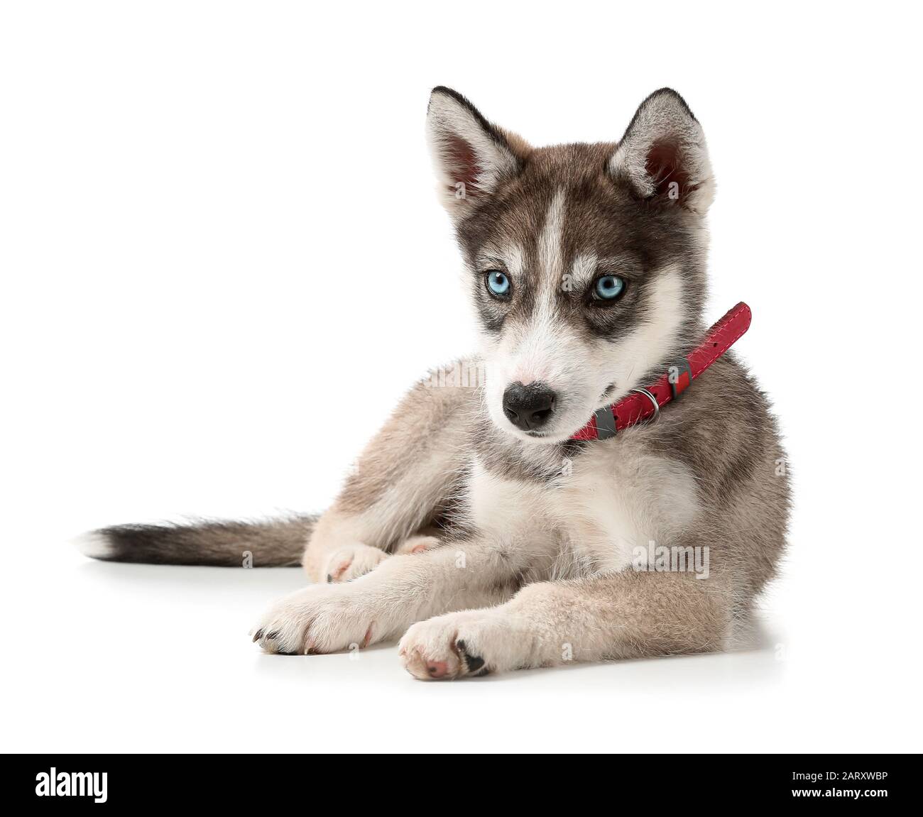 Cute Husky Ausgeschnittene Stockfotos Und Bilder Alamy