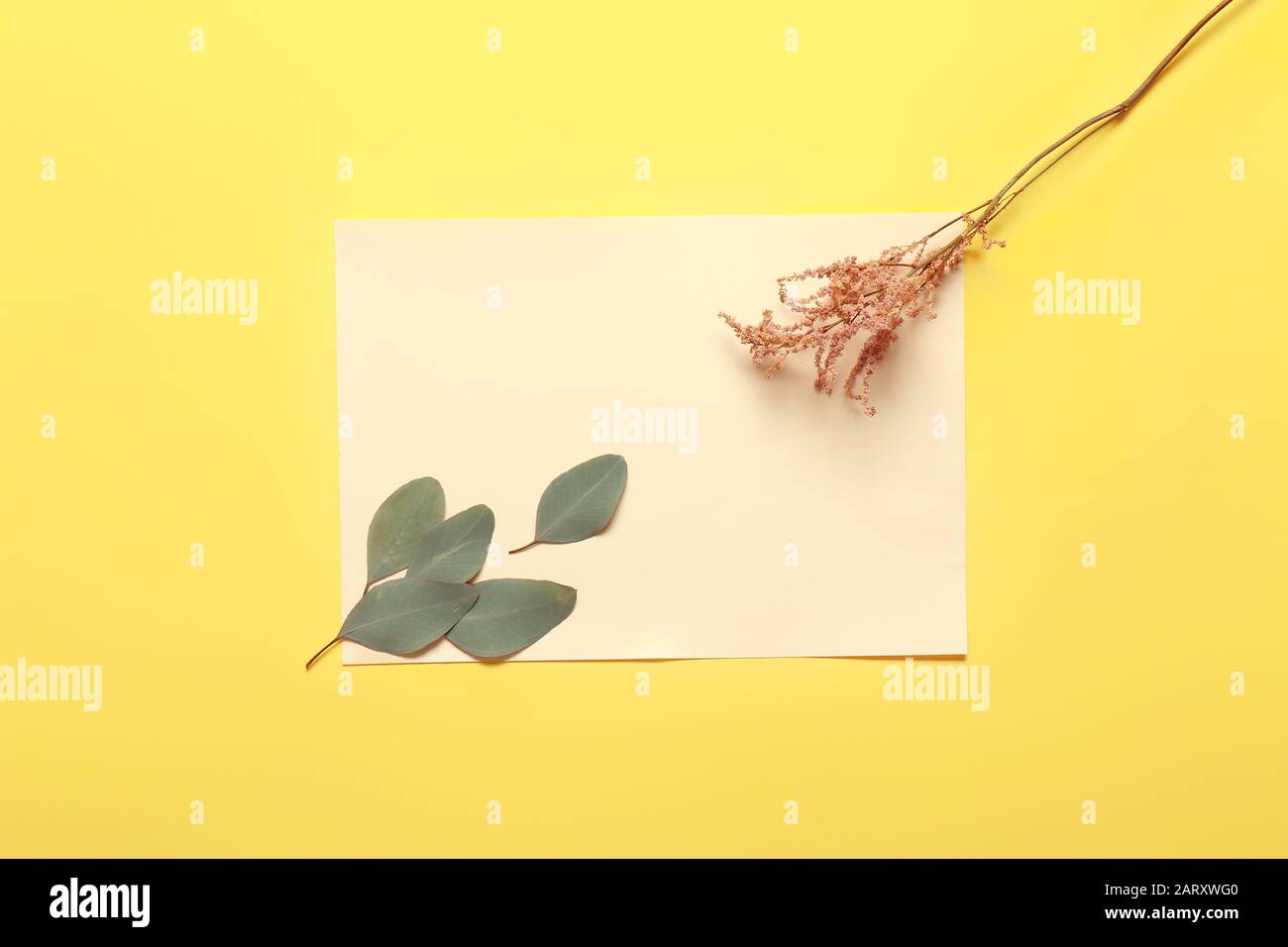 Blatt Papier mit Eukalyptus und Blumen auf Farbhintergrund Stockfoto