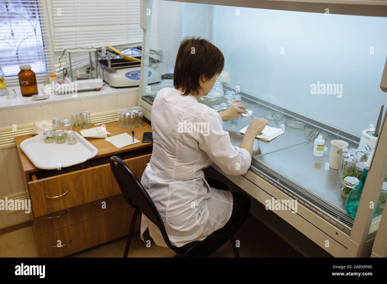 Wissenschaftler arbeitet in einer laminaren Schachtel. Vorbereitung von Mikropflanzen zum Klonen in vitro Stockfoto