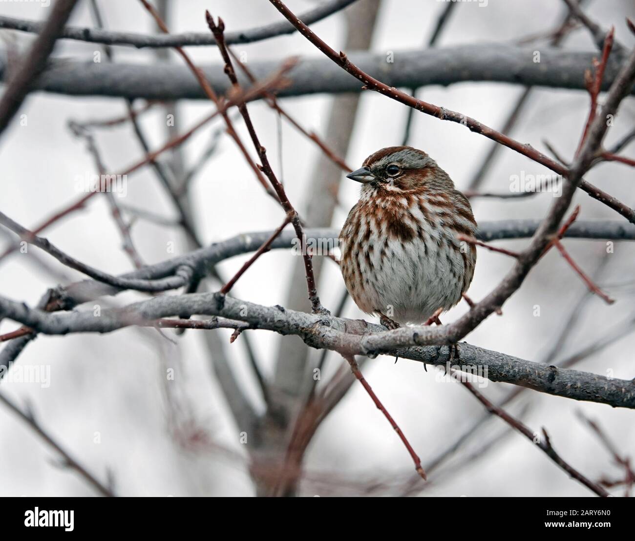 Porträt eines Song-Sparrens, Melospiza melodia, ein gemeinsames Mitglied der Sparren-Familie. Dieser wurde im Zentrum von Oregon fotografiert. Stockfoto