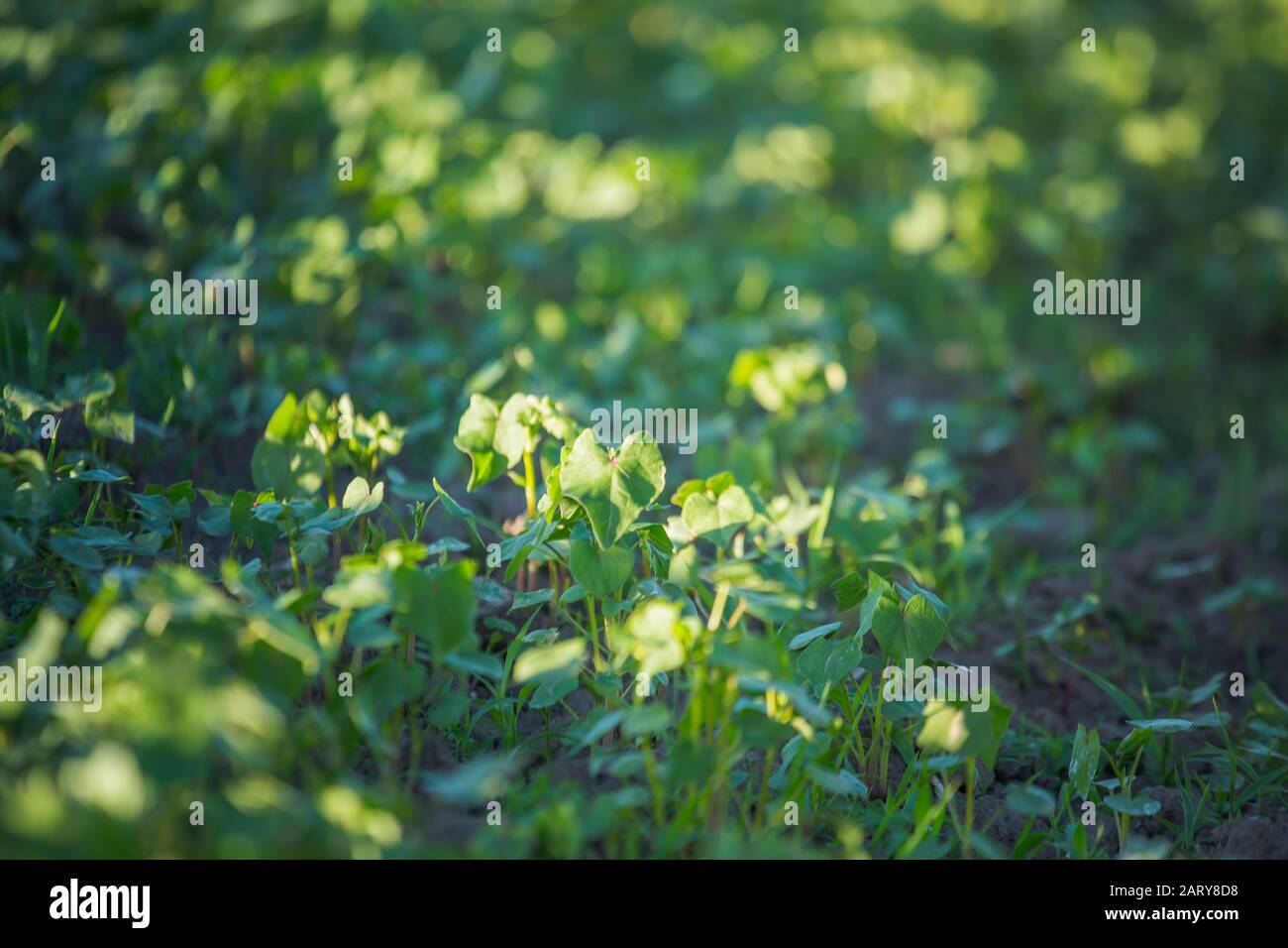 Anbau von Buchweizen für die Imkerei und die Herstellung von Haferbrei. Buchweizen, Fagopyrum esculentum, japanische und Silberhüllen-Buchweizen auf dem Feld. Nahaufnahme von Kindertagesstätten Stockfoto