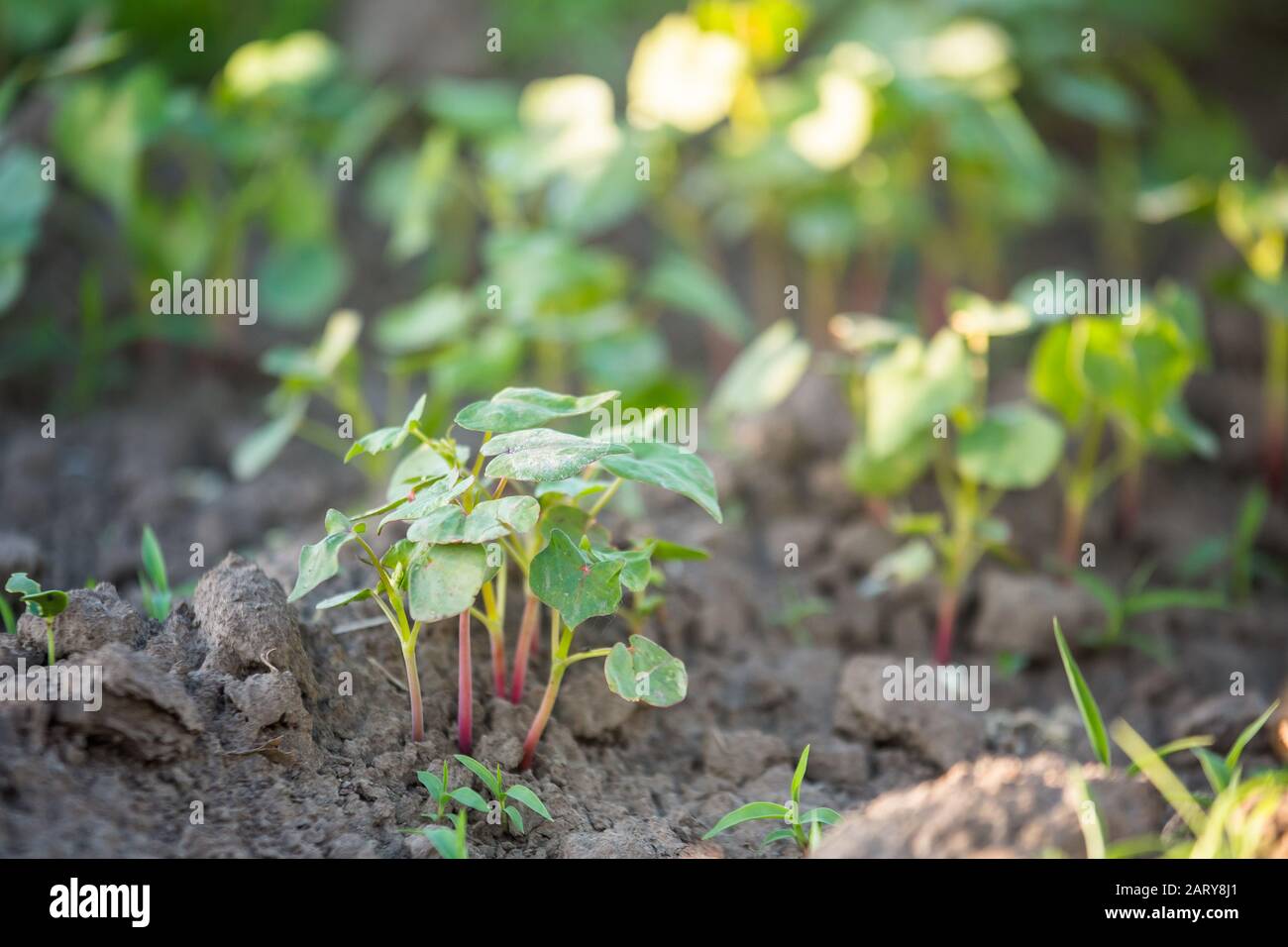 Anbau von Buchweizen für die Imkerei und die Herstellung von Haferbrei. Buchweizen, Fagopyrum esculentum, japanische und Silberhüllen-Buchweizen auf dem Feld. Nahaufnahme von Kindertagesstätten Stockfoto