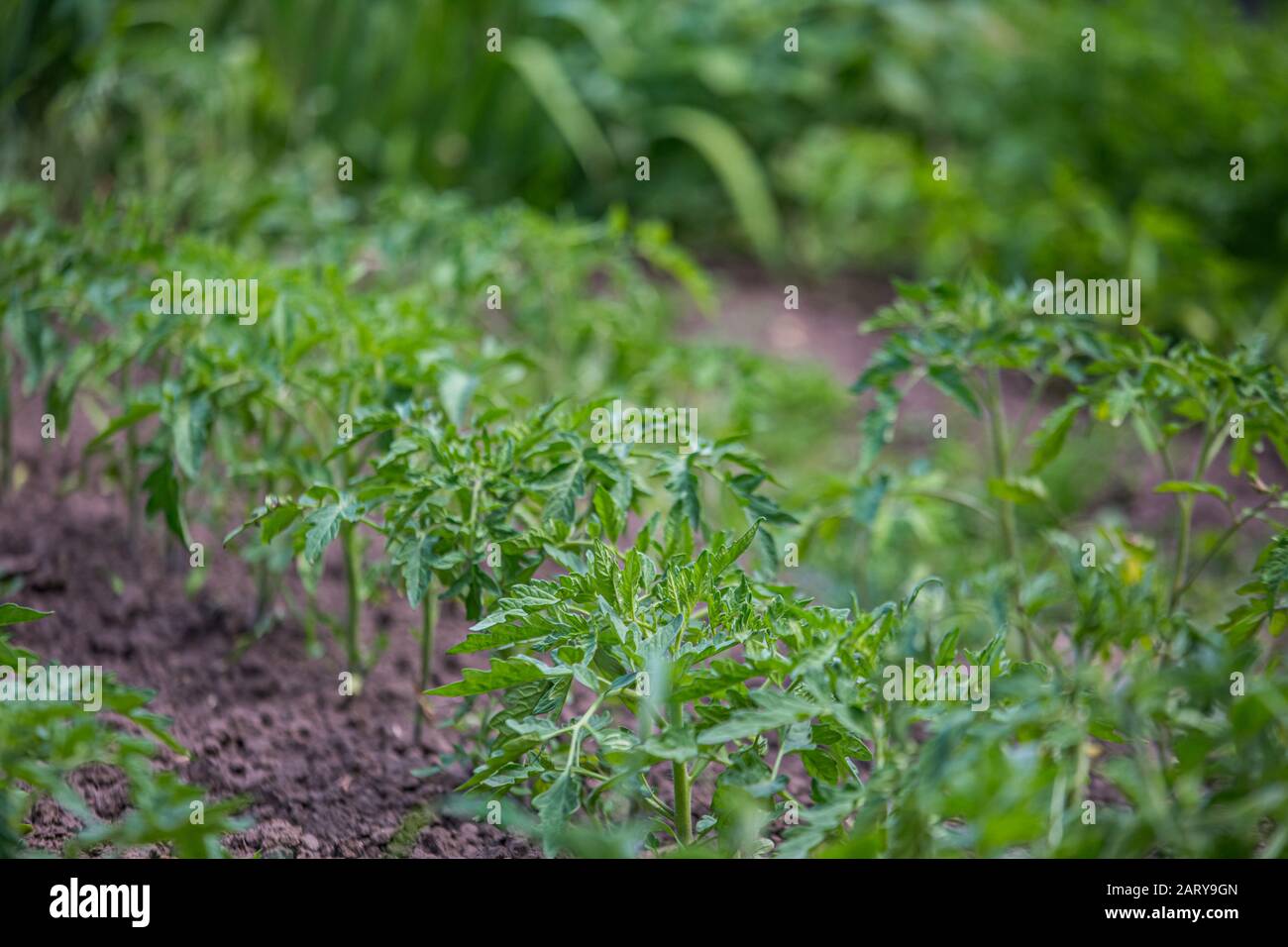 Tomaten werden im Frühjahr auf dem Bett in roh auf dem Feld angebaut. Grüner Setzling von Tomaten, die aus dem Boden wachsen. Dicht bepflanzte junge Tomatenpflanzen bereit für die Pflanze Stockfoto