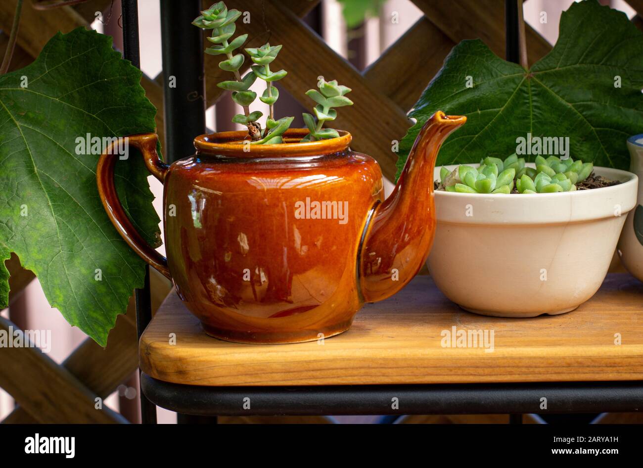 Realer wiederverwendeter, recycelter, wiederverwendbarer Teekopf und -Schüssel für Sukkulenten, Alternative zu Kunststofftöpfen, nachhaltiges Gartenkonzept Stockfoto