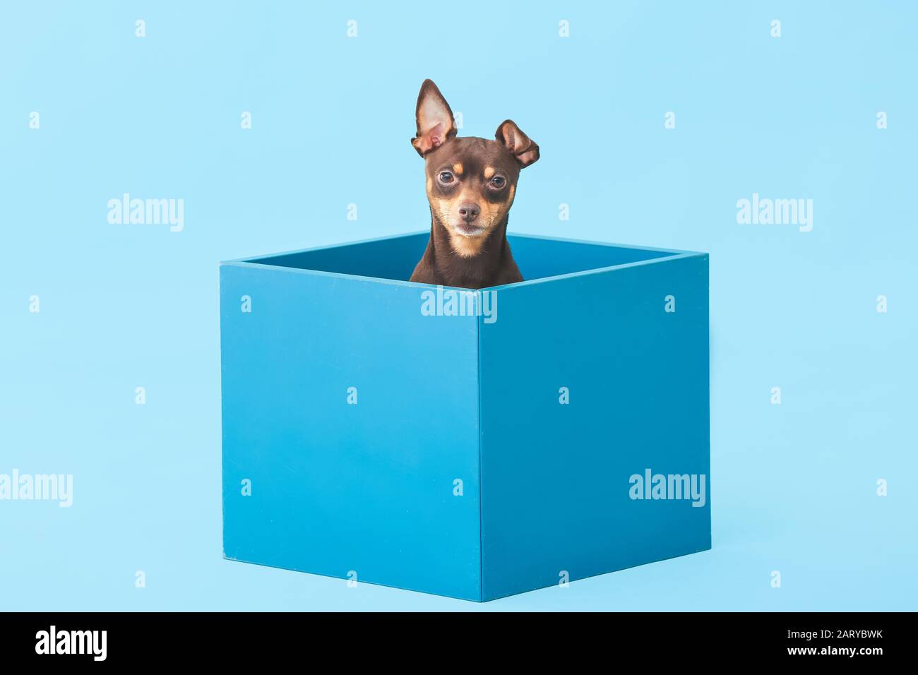 Niedlicher Spielzeug-Terrier-Hund im Karton auf Farbhintergrund Stockfoto