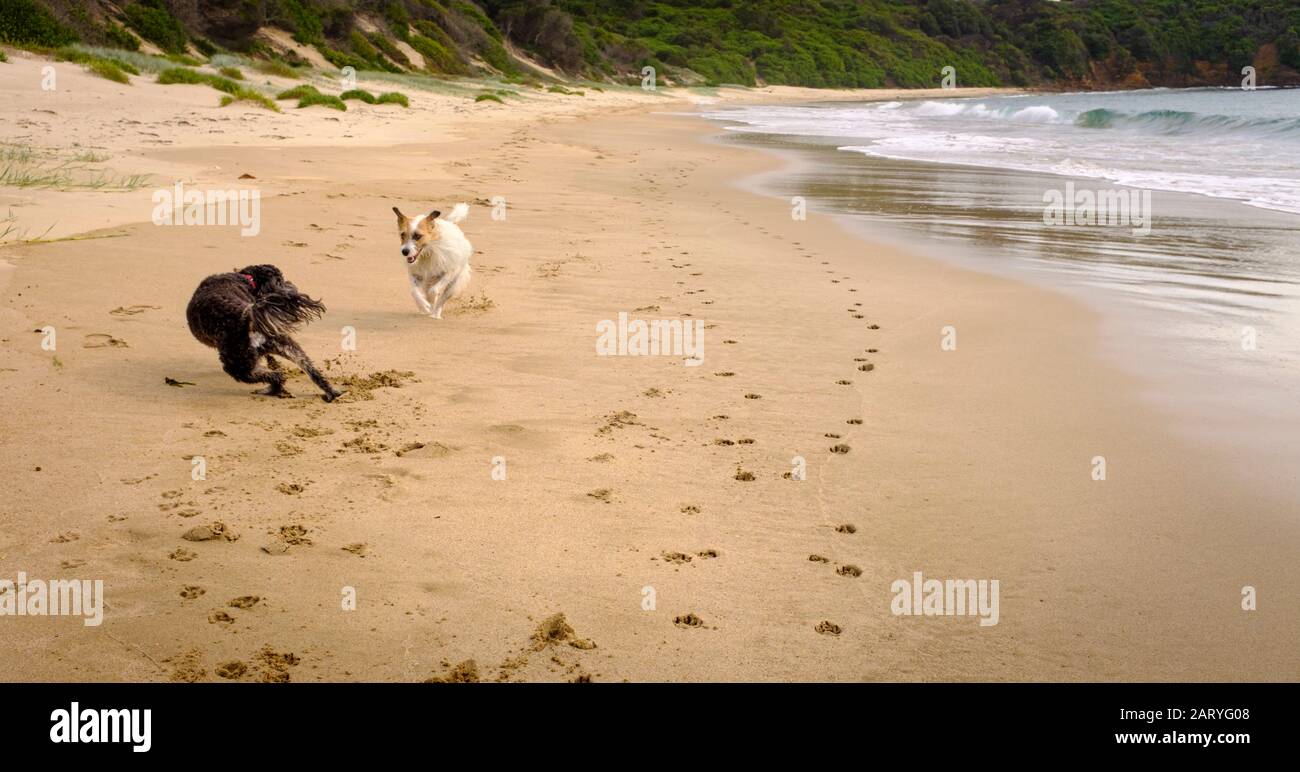 Actionschuss von zwei Hunden, die auf einem Hund vor dem Strand laufen und spielen, Sport und Sozialisierung sind wichtig für Hunde Stockfoto