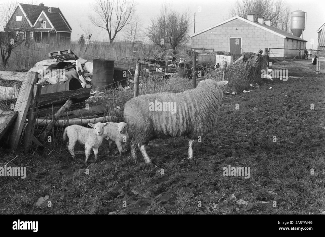 Vorzeitige Lämmer bereits außerhalb des Datums: 4. Februar 1975 Ort: Friesland, Surhuizum Schlüsselwörter: Lämmer, Schafe Stockfoto