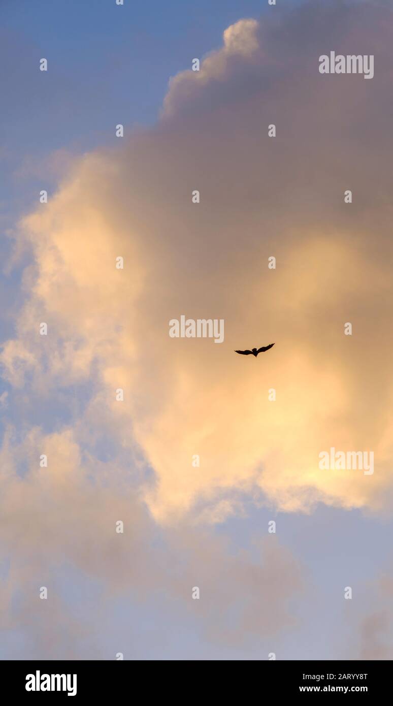 Vogel, der gegen die Wolke fliegt Stockfoto