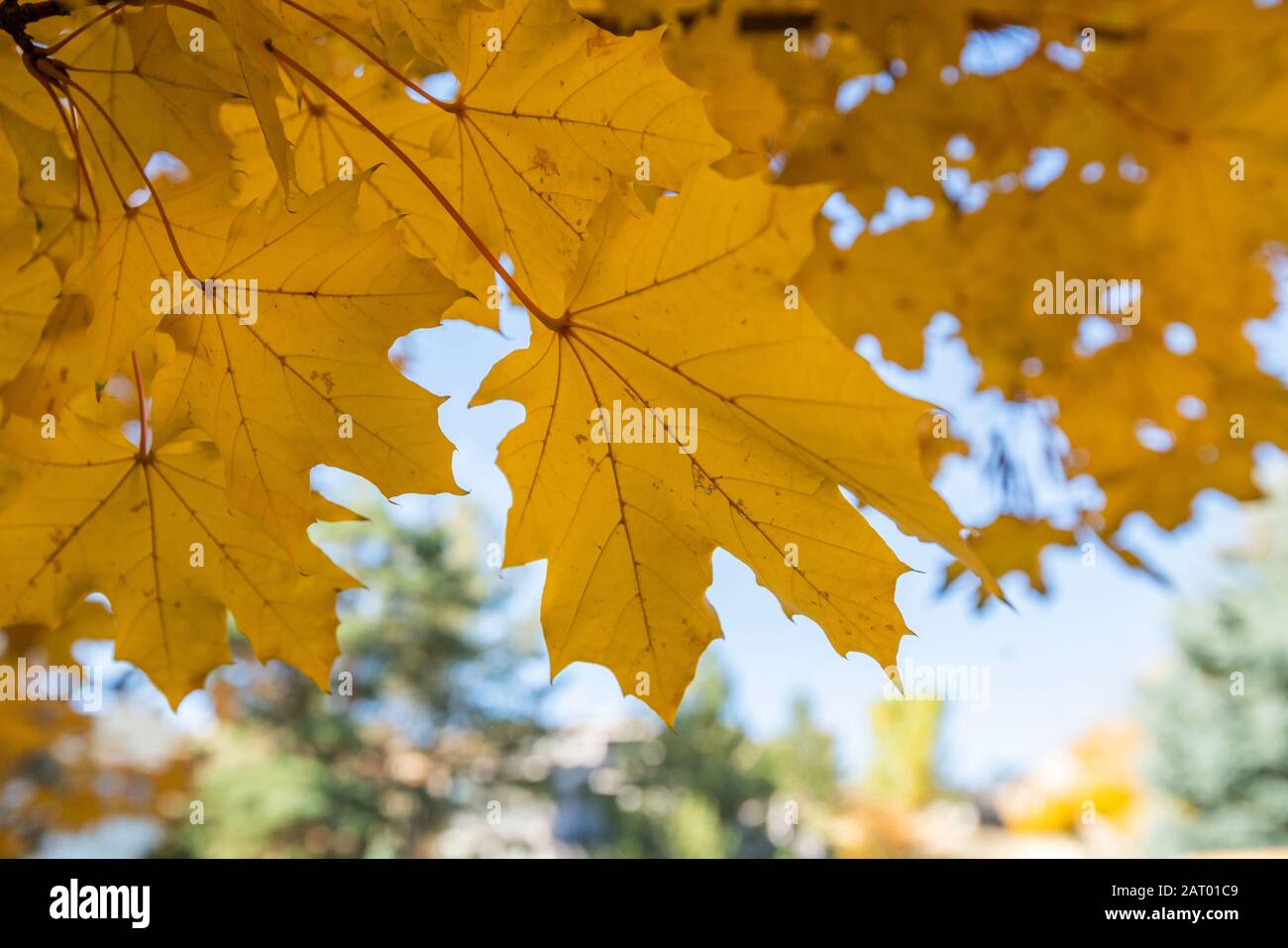 Gelbes Herbstlaub Stockfoto