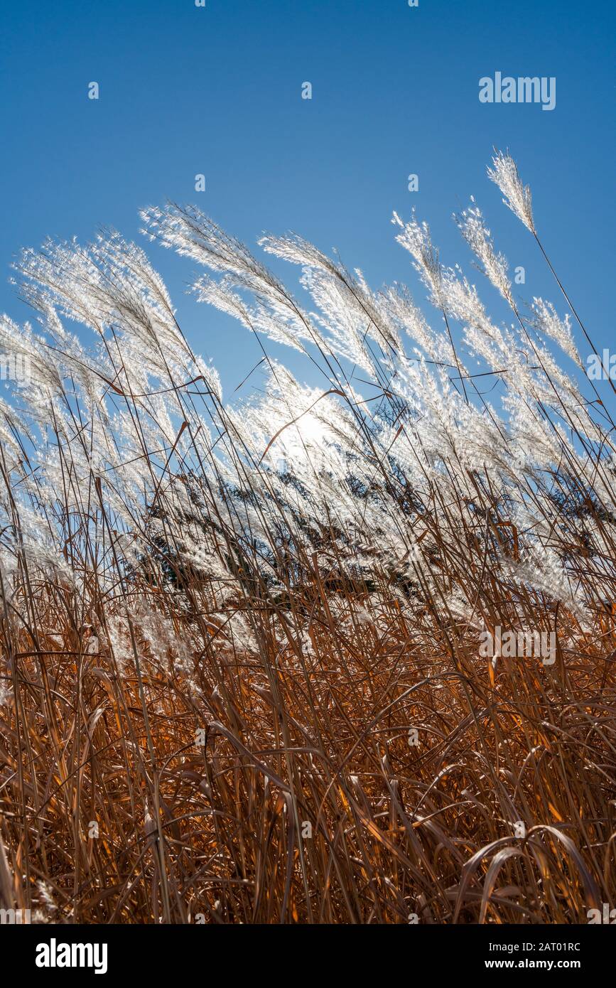 Gras gegen klaren Himmel Stockfoto