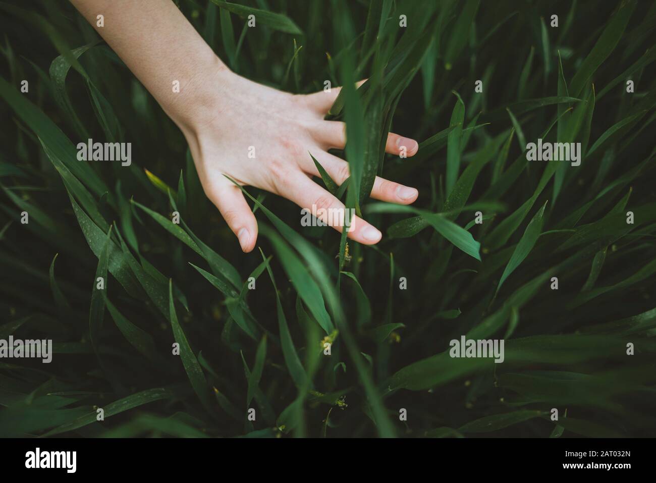 Zarte Frauenhand Rasen berühren Stockfoto