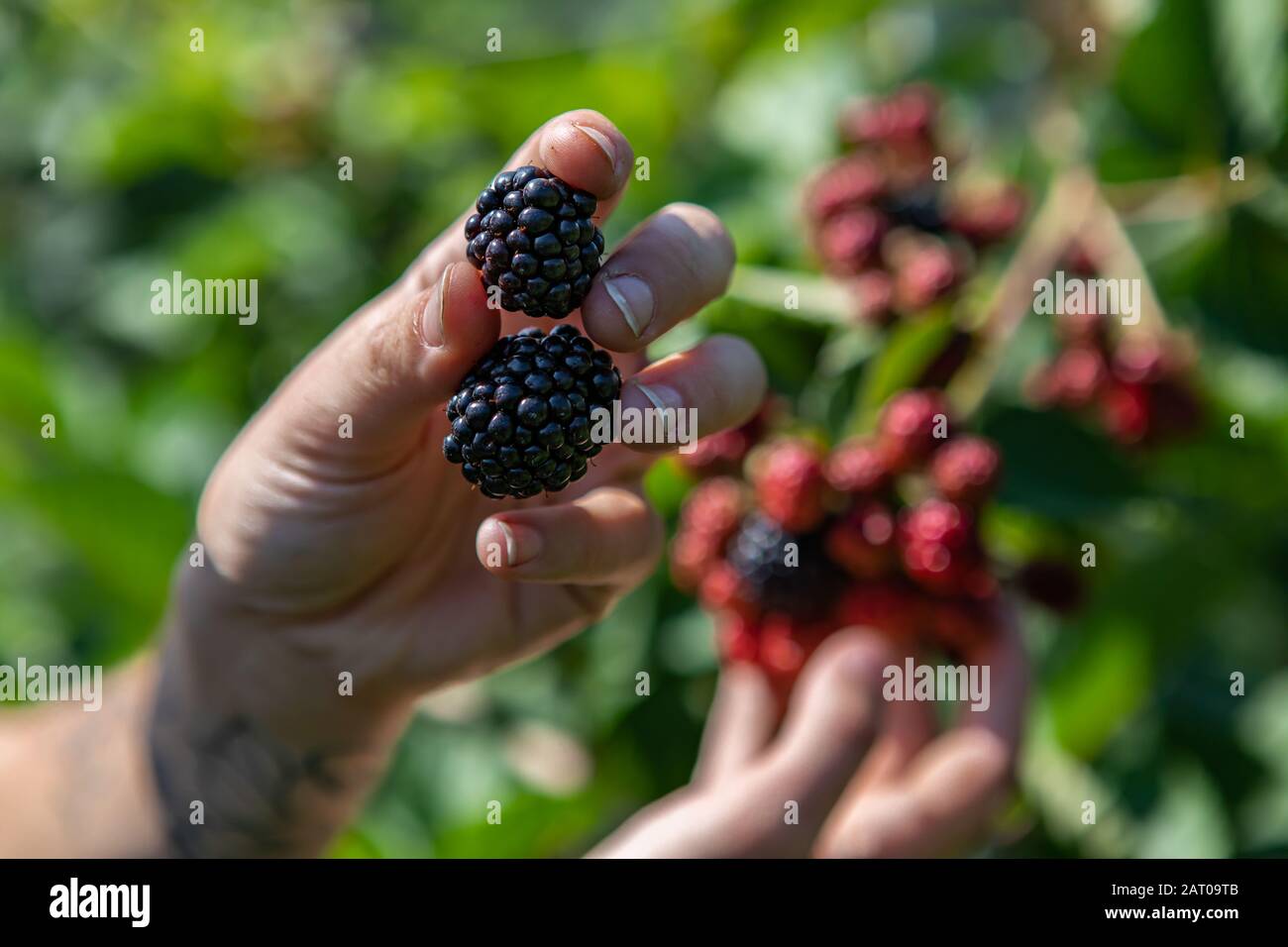 Selektiver Fokus und Nahaufnahme der Hand, die zwei schwarze reife Brombeeren vor rotem unreifen Brombeeren mit Kopierraum hält Stockfoto
