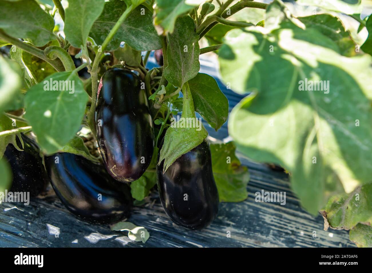 Frisch angebaute schwarze Auberginen- oder Brinjalpflanzen-Früchte und Blätter auf schwarzer Kunststofffolie, wachsendes Gemüsefeld, aus nächster Nähe Stockfoto