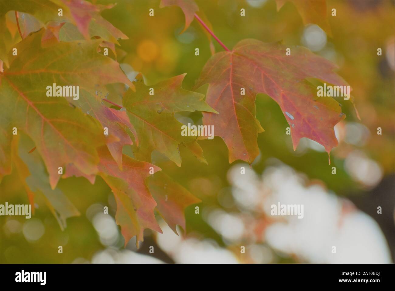 Herbst-Blatt Stockfoto