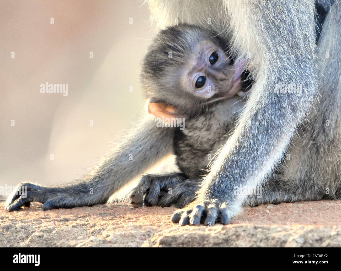 Nahaufnahme eines vervetten Affen, der in den Armen seiner Mutter für die Säuglingspflege sicher ist (Chlorocebus pygerythrus) Stockfoto