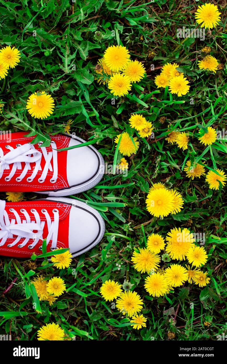 Die Füße der Frau in Rot sneakers Schuhe stehen auf dem Gras mit wachsenden  Löwenzahn Stockfotografie - Alamy