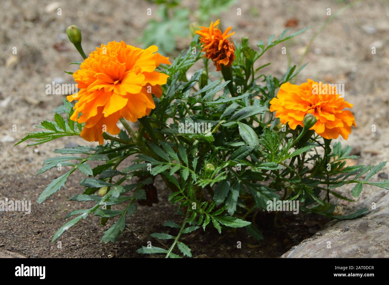 Sommerzeitmärker Stockfoto