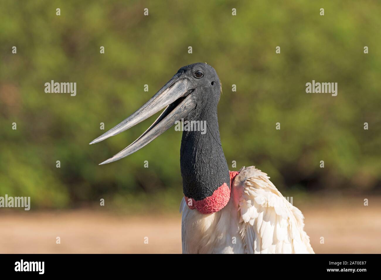 Blick auf die offene Öffnung eines Jabiru im Pantanal-Nationalpark in Brasilien Stockfoto