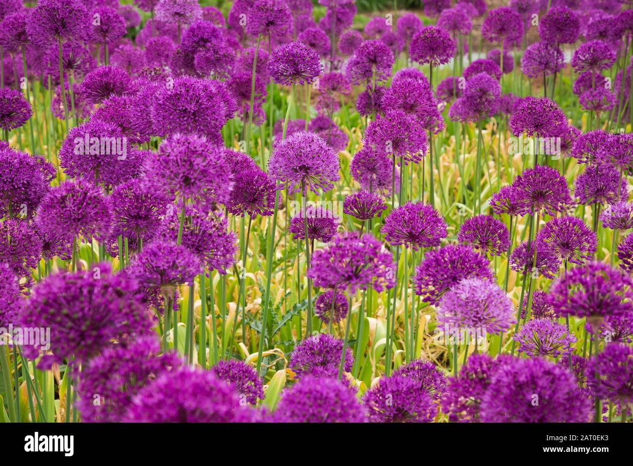 Violett blühendes Allium - Zwiebelpflanzen im Frühling im Rand. Stockfoto