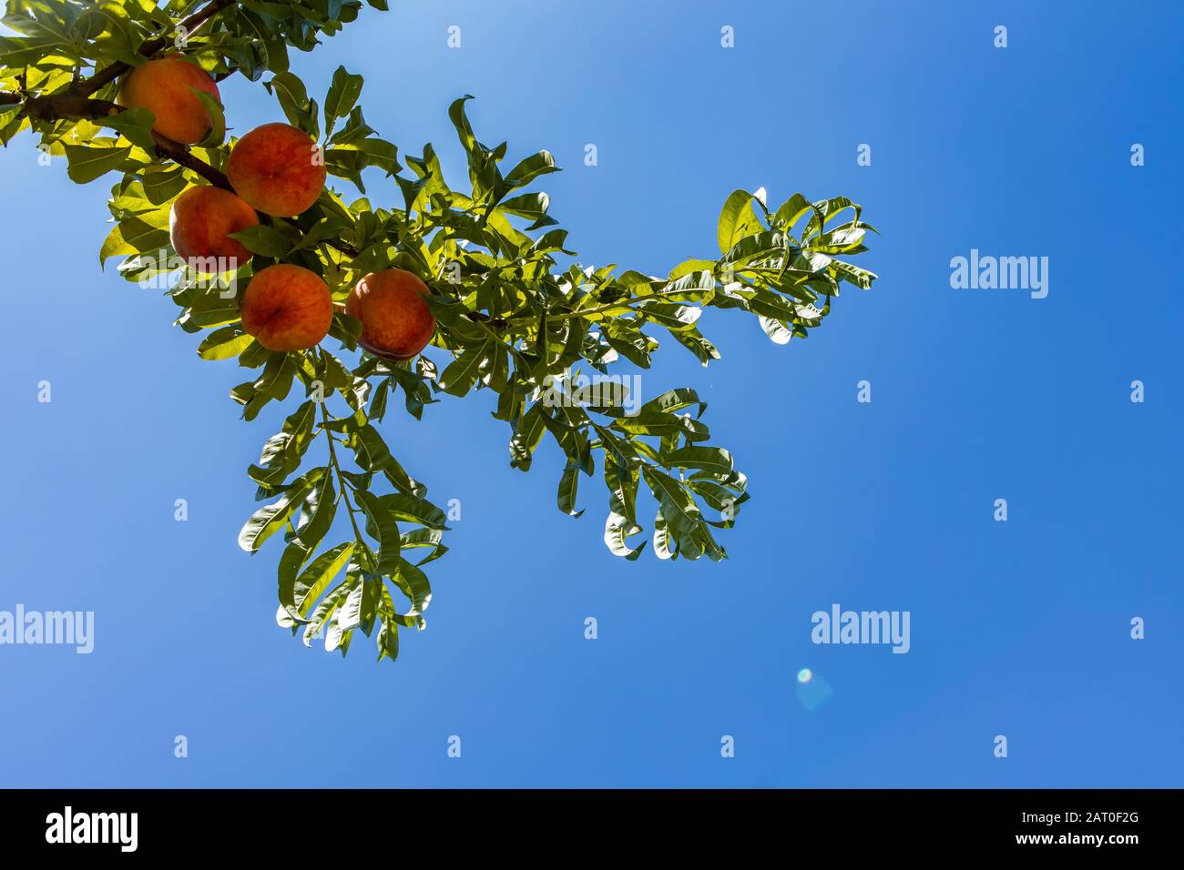 Pfirsichbaumzweig voller Früchte und grüner Blätter in selektiver Fokussierung und niedriger Winkelansicht gegen klaren blauen Himmel an einem sonnigen Tag, mit Kopierraum Stockfoto