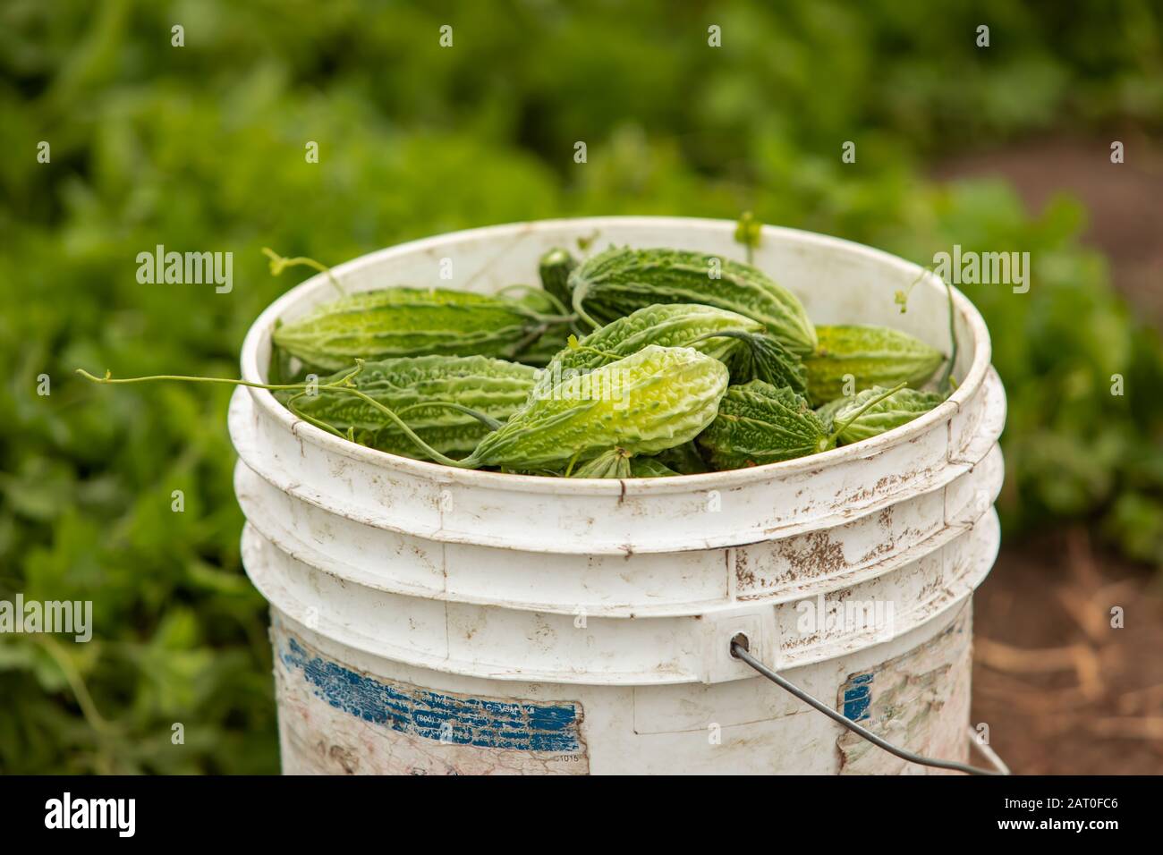 MORDICA charantia oder bittere Melone, bitterer apfel, bitteres Gourd, Karela, bitterer Squash, Balsam Birne. Organische frische reife Früchte auf einem Plastikeimer Stockfoto