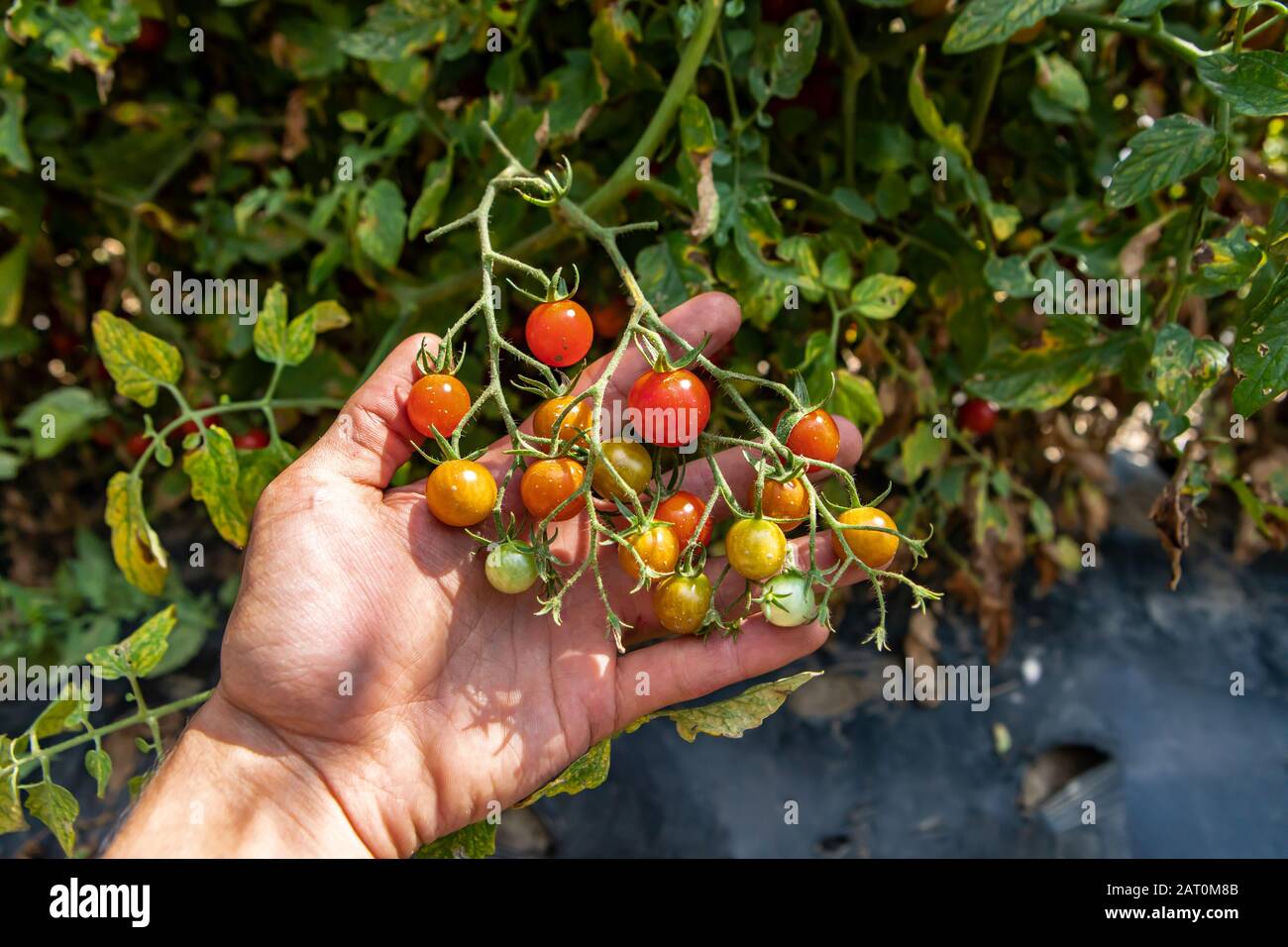 Eine Gruppe reifer, reifer und unreifer Kirschtomaten aus heirloom in Nahaufnahme und selektiver Fokusansicht vor dem Hintergrund der Tomaten-Rebpflanze Stockfoto