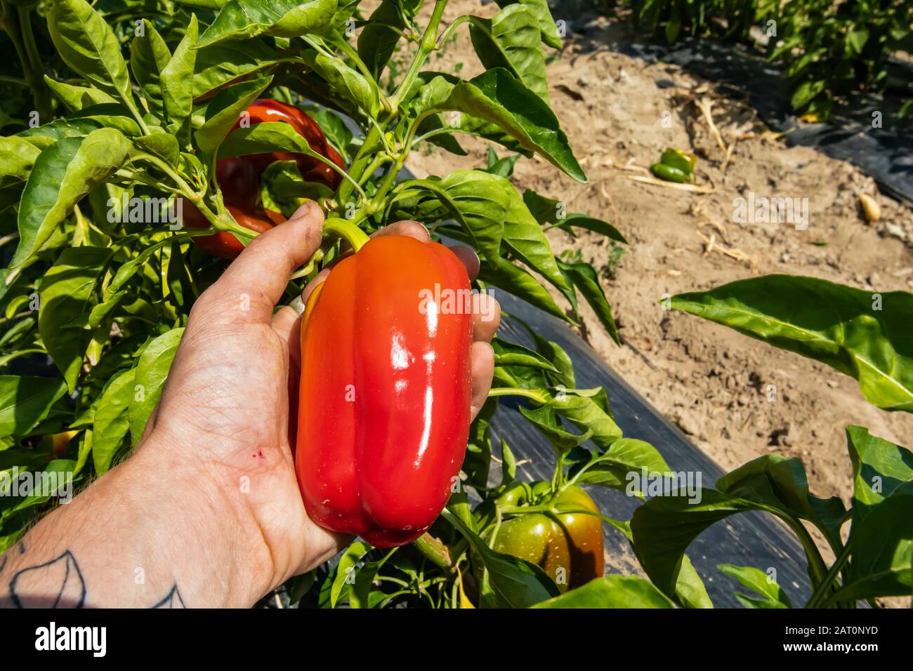 Nahaufnahme und Aufnahme von reifen roten Paprikapfeffern aus biologischem Anbau von Paprikapfeffern auf dem Boden mit einem Kunststoffblech unter offenem Sonnenlicht Stockfoto