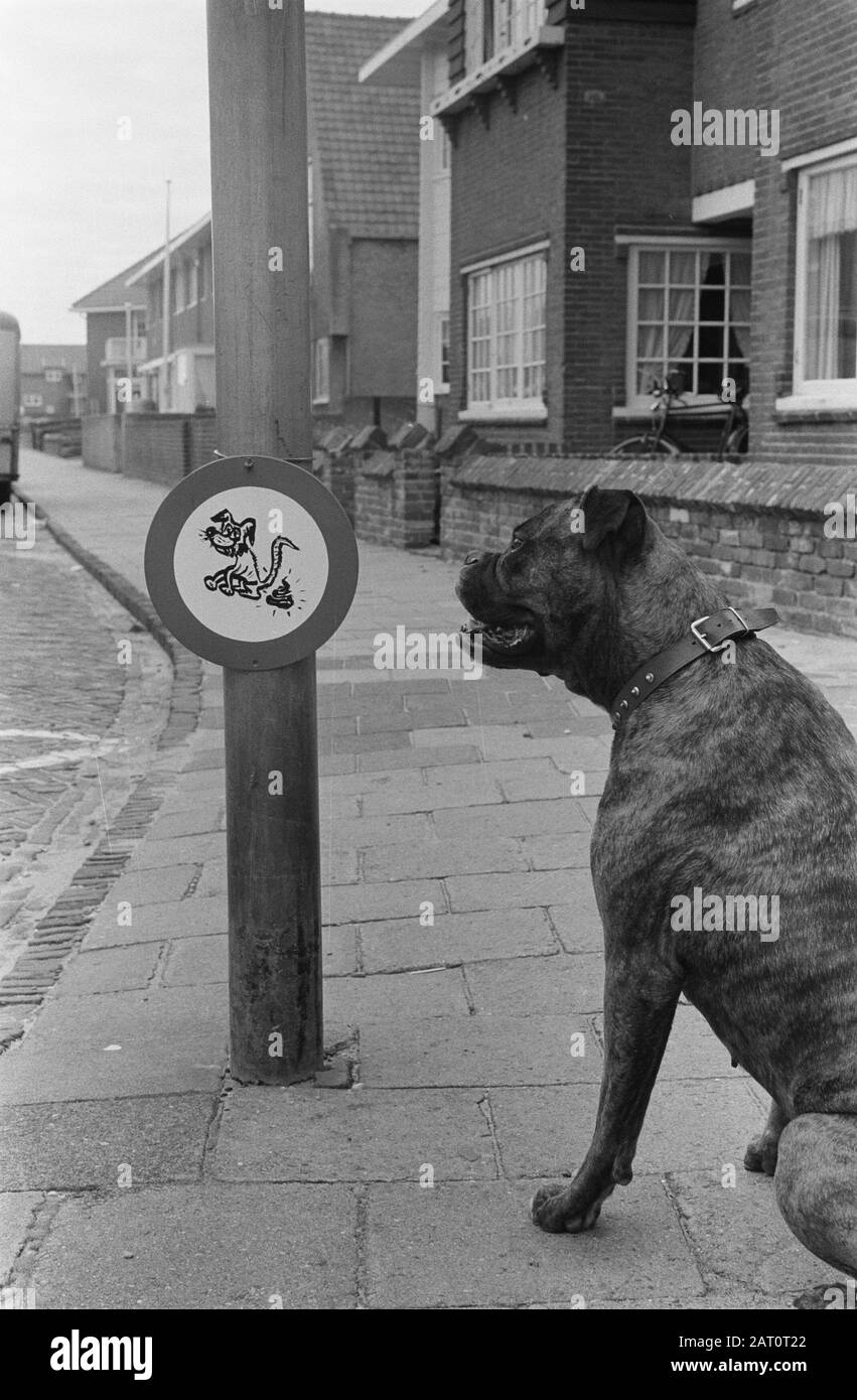 Ein Einwohner von Zandvoort hat ein neues Straßenschild angebracht Datum:  3. Oktober 1962 Ort: Noord-Holland, Zandvoort Schlüsselwörter: Hunde,  Straßenschilder Stockfotografie - Alamy