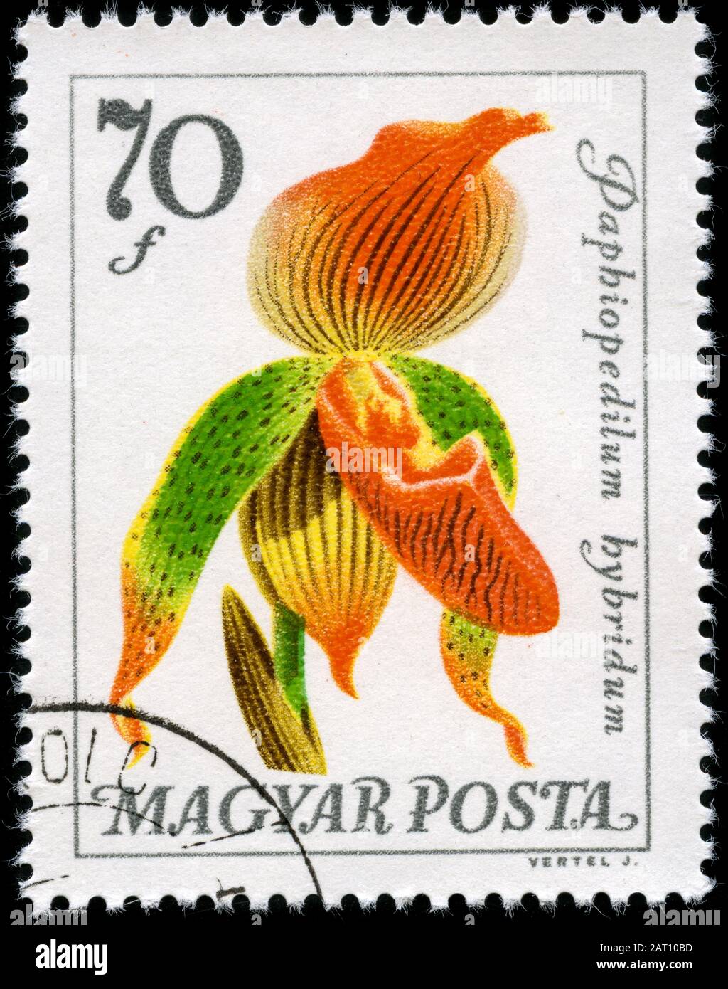 Paphiopedilum Hybrid -Venus Slipper Stockfoto