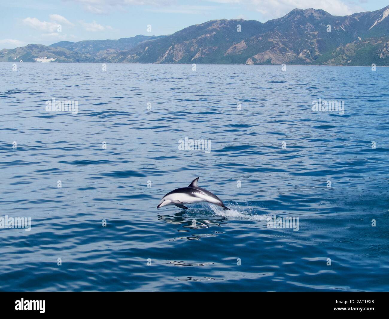 Duschiger Delphin (Lagenorhynchus obscurus), der von der Küste von Kaikoura, Neuseeland, aus dem Wasser mit Bergen im Hintergrund sprang Stockfoto