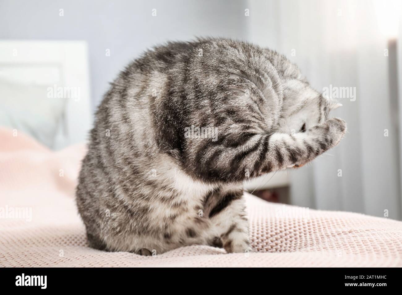 Süße lustige Katze, die sich zu Hause waschen kann Stockfoto