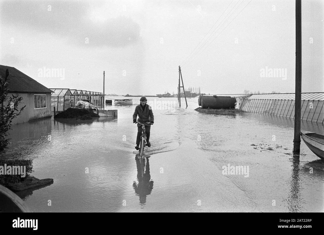 Waternuisance in Limburger wegen des hohen Stands der Maas. Gewächshäuser in Wasser, Mann auf dem Fahrrad in Wasser, in Well Date: 25 Februar 1970 Standort: Limburger, Well Schlüsselwörter: Hochwasser? Stockfoto