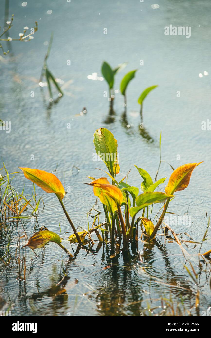 Kurpark teich Fotos und Bildmaterial in hoher Auflösung Alamy