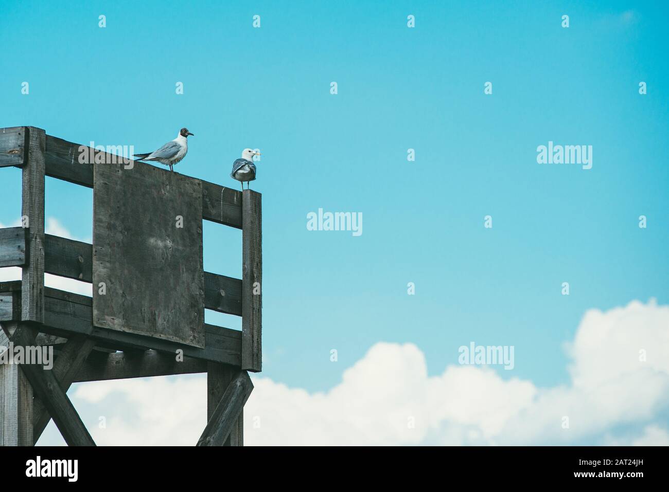 2 Möwen sitzen auf einer Holzstruktur mit einem freien Raum für Ihren Text, Design oder Werbung vor einem Hintergrund aus blauem Himmel und weißen Wolken Stockfoto