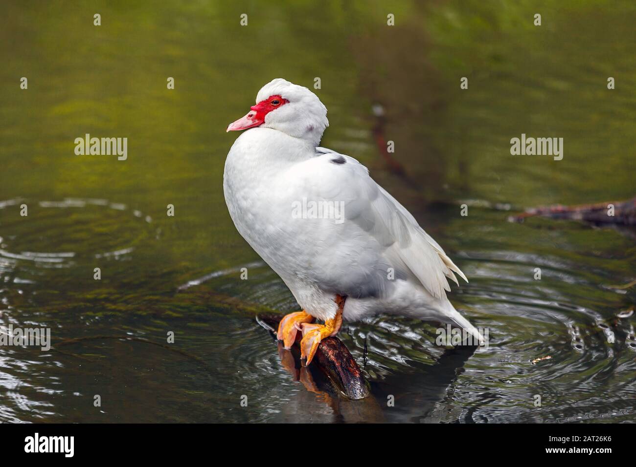 Muscovy Duck (Cairina moschata) am See Stockfoto