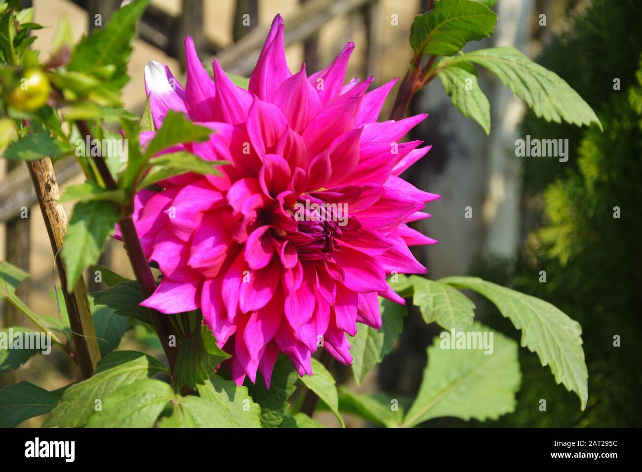 Nahaufnahme der schönen, pinkigen Dahlia pinnata Blume mit grünen Blättern, die im Garten wachsen, selektive Fokussierung Stockfoto