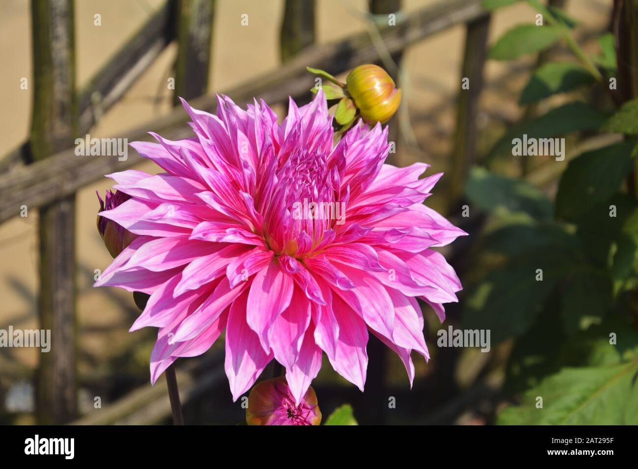 Nahaufnahme der schönen, pinkigen Dahlia pinnata Blume mit grünen Blättern, die im Garten wachsen, selektive Fokussierung Stockfoto