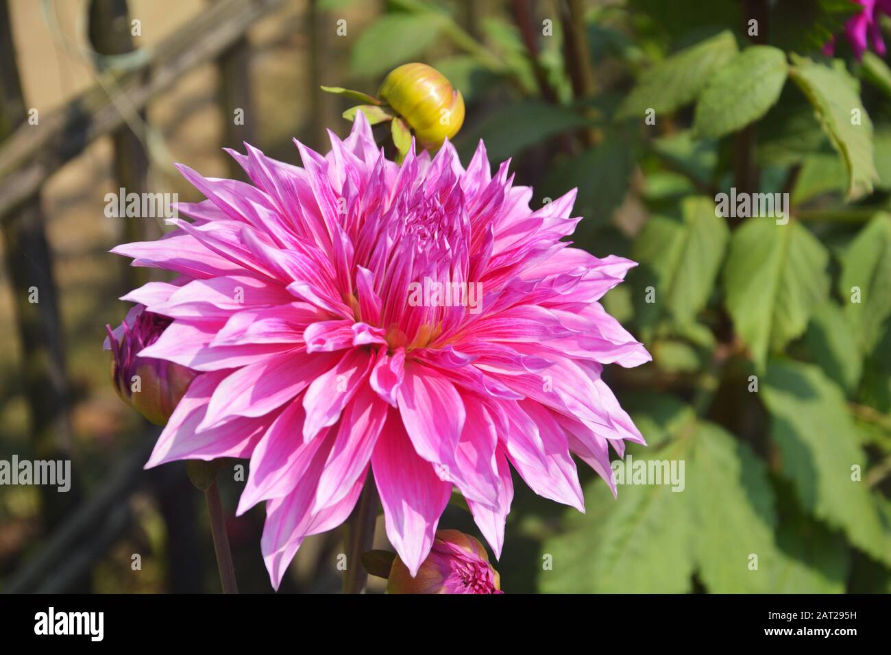 Nahaufnahme der schönen, pinkigen Dahlia pinnata Blume mit grünen Blättern, die im Garten wachsen, selektive Fokussierung Stockfoto