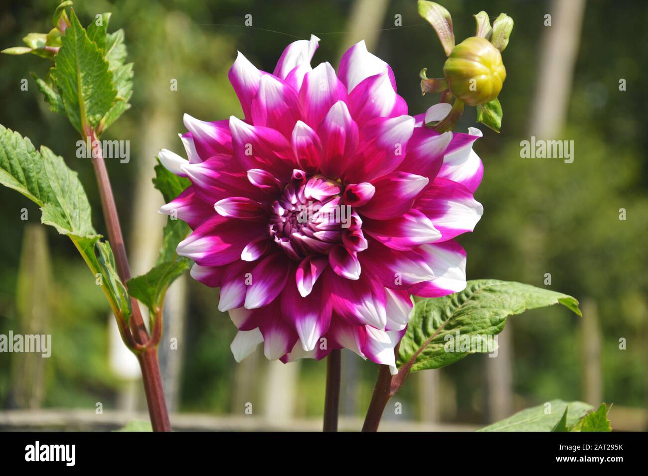 Nahaufnahme der schönen, pinkigen Dahlia pinnata Blume mit grünen Blättern, die im Garten wachsen, selektive Fokussierung Stockfoto